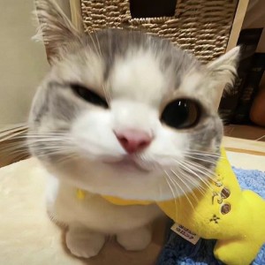 的演奏视频