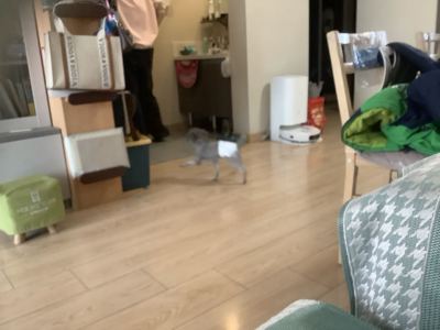 爱宝的钢琴谱