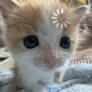 小玫瑰～的钢琴谱