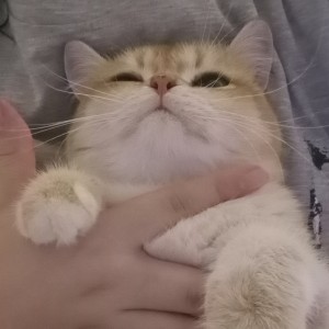 的演奏视频