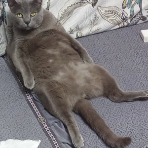 一只猫的钢琴谱