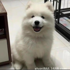 .的钢琴谱