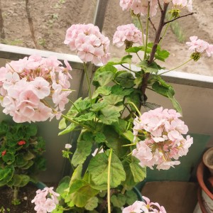 爆米花🍿的钢琴谱
