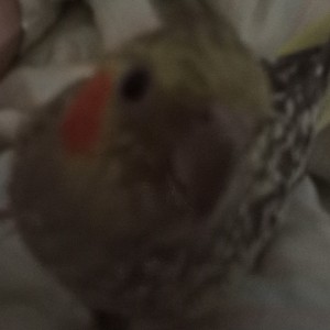 Lost  Sou ※的钢琴谱