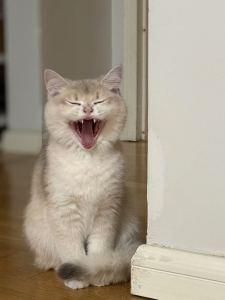 扒钢琴的猫的个人空间