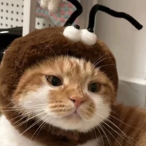 鸟之诗的演奏视频