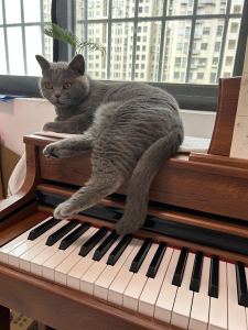 的演奏视频