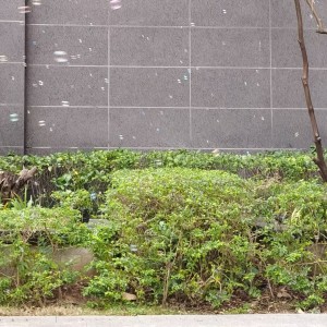 小草莓🍓的钢琴谱