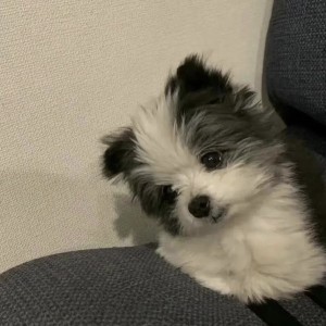 泪纪痕的钢琴谱