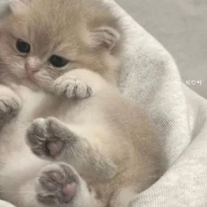 葬花的演奏视频