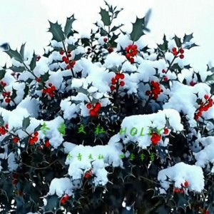 【冬青文社·HOLLY】官方的钢琴谱