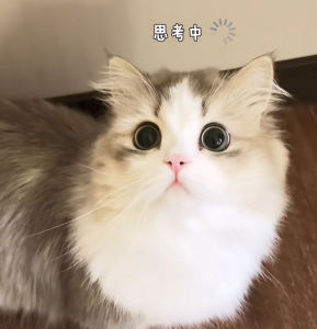 思考的咪的个人空间