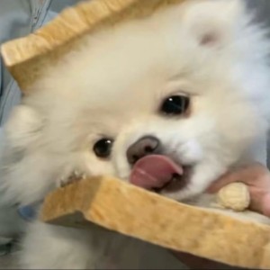 布丁狗･᷄ 🐽 ･᷅的钢琴谱