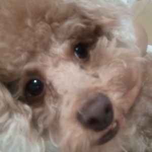 冉的钢琴谱