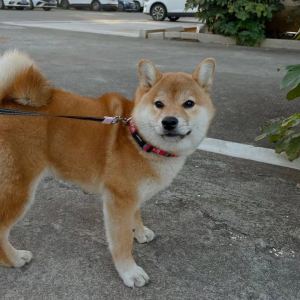 Summer的钢琴谱