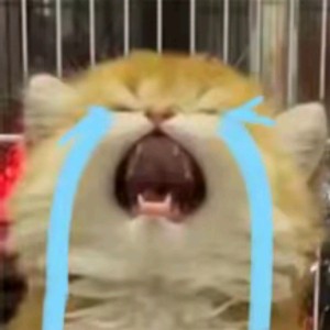 大鱼的演奏视频