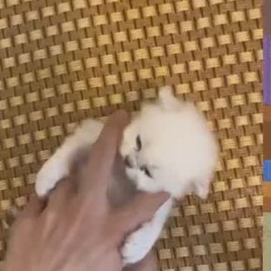 137****0067的钢琴谱