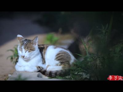 爱猫人士ny5的钢琴谱