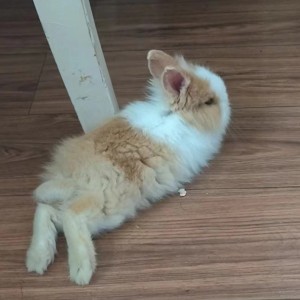 凑兔兔的个人空间