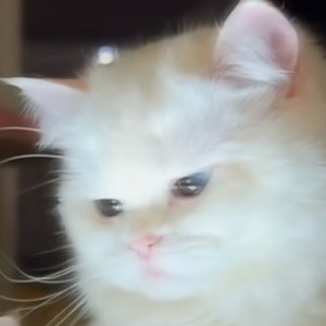 roro的钢琴谱