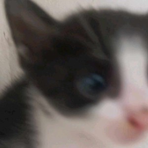 晓猫的钢琴谱