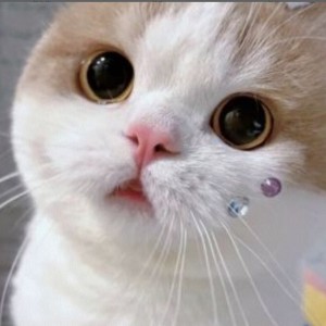 猫草的钢琴谱