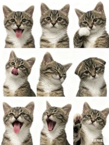 一只狸花猫🐱的钢琴谱