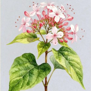 慢播的钢琴谱