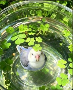 四叶草🍀的钢琴谱