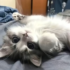 Q的钢琴谱
