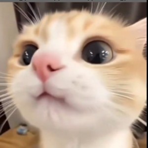 small K的钢琴谱
