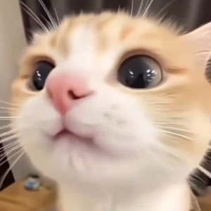 small K的钢琴谱