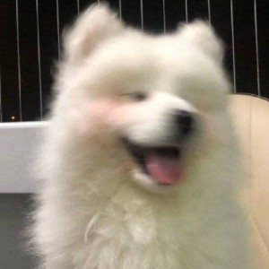 豚豚不困的钢琴谱