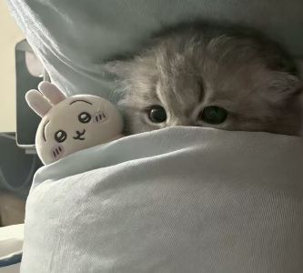 的演奏视频