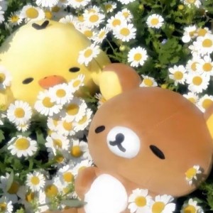 晴天的演奏视频