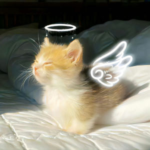 ✨.Angel.🪽的钢琴谱