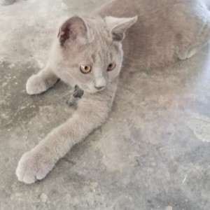 ch瓷厨和李柯以的0k的钢琴谱