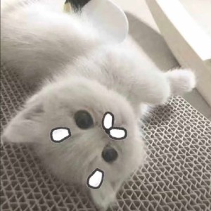 茉序的钢琴谱