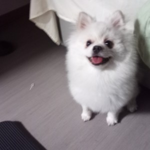 的演奏视频