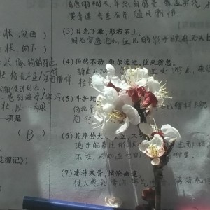 城南花已开的钢琴谱