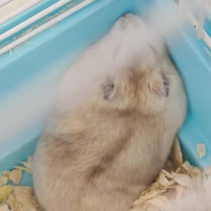 赵梓涵🐹的钢琴谱