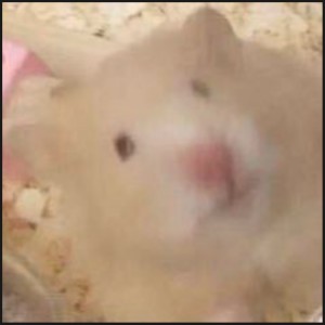 littlelily的钢琴谱