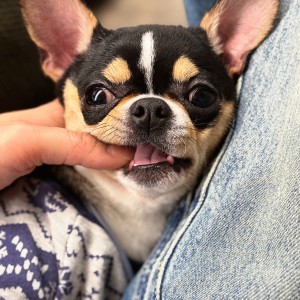 纸鸽的个人空间
