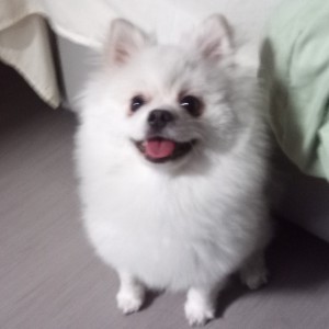 的演奏视频