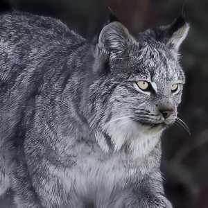 sky猞猁的钢琴谱