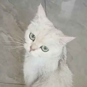 的演奏视频