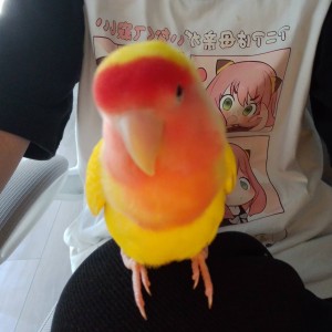 April的钢琴谱