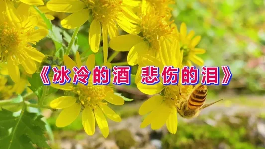 冰冷的酒悲伤的泪-钢琴谱
