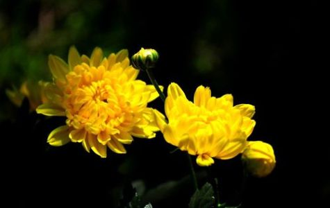 菊花台-钢琴谱