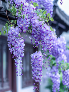 紫藤花(二重唱）-钢琴谱